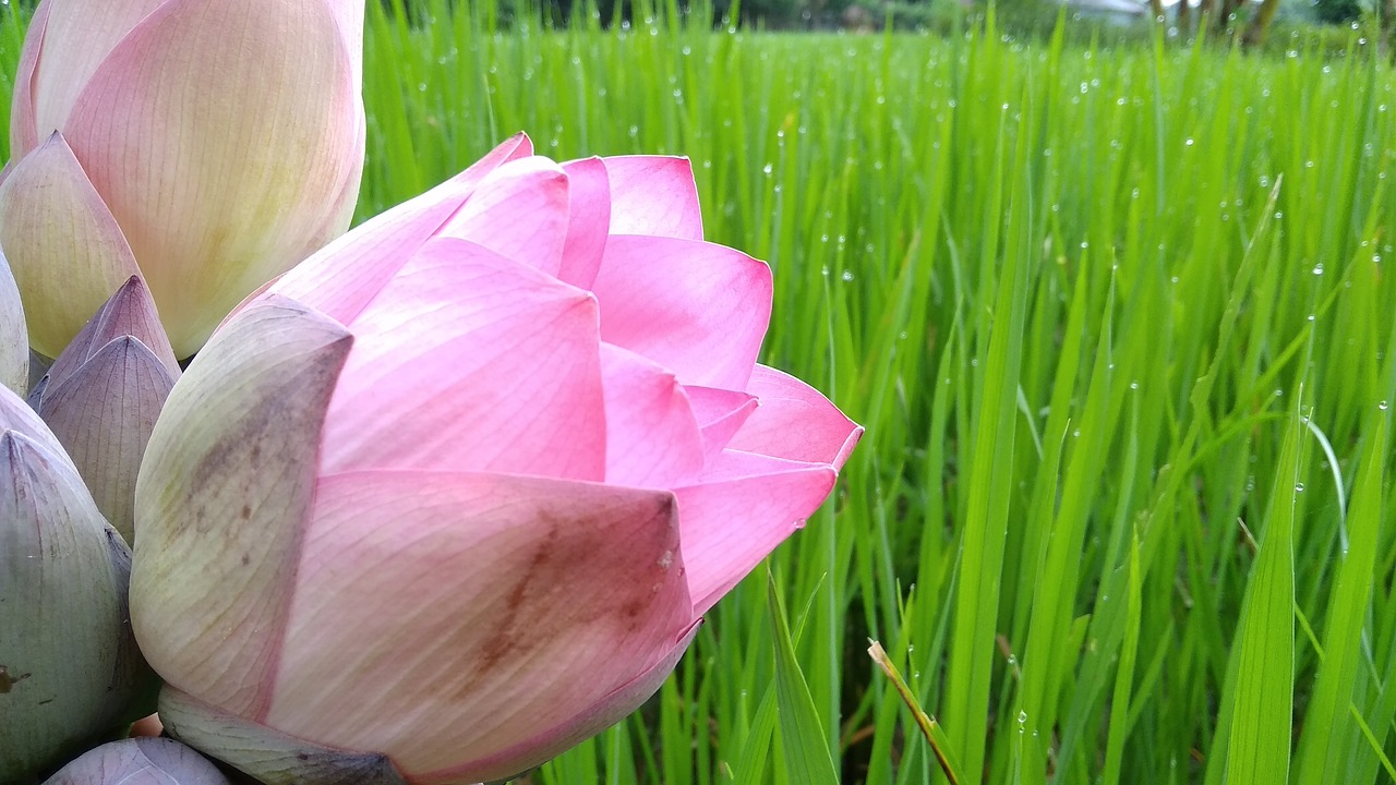 鼋头渚荷花盛开，美景如画，令人陶醉