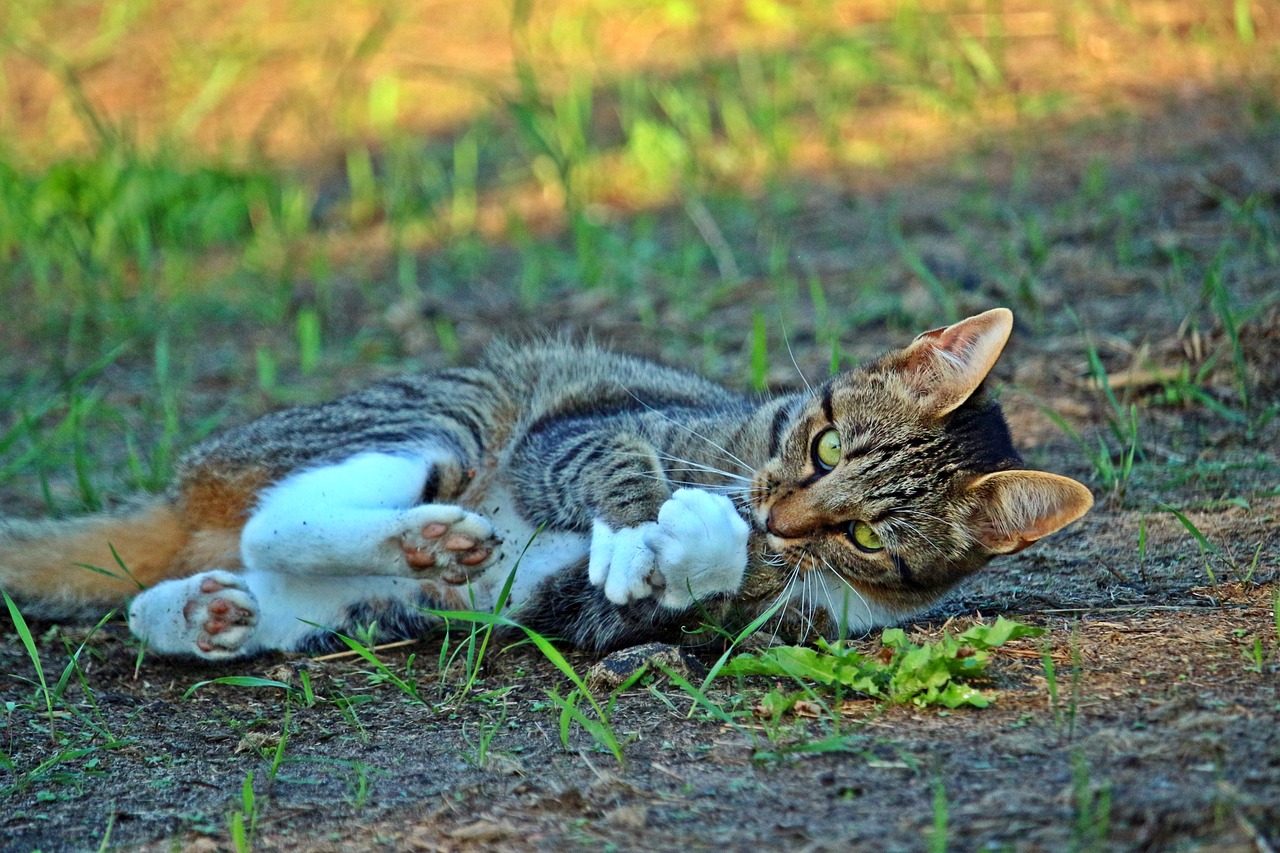 最新猫咪软件下载地址与详细介绍，一站式获取最新下载链接及指南