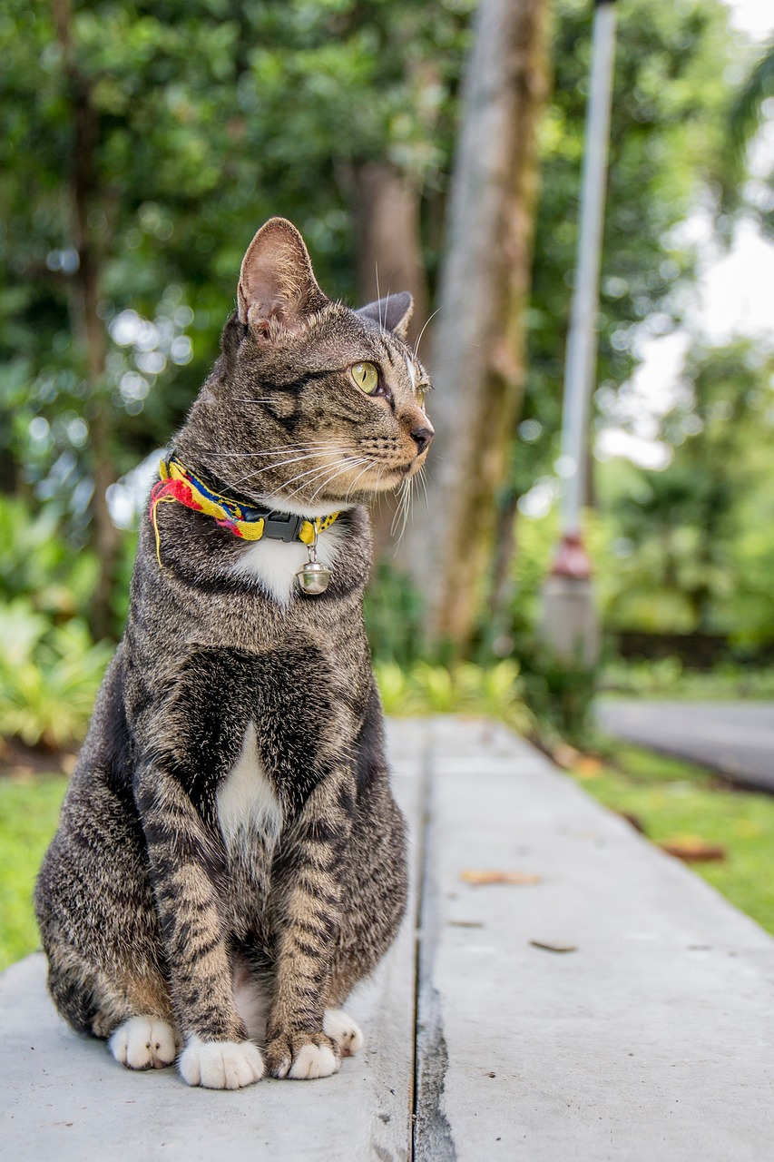 探索最新猫咪品种，揭秘猫界新星独特特征与魅力风采