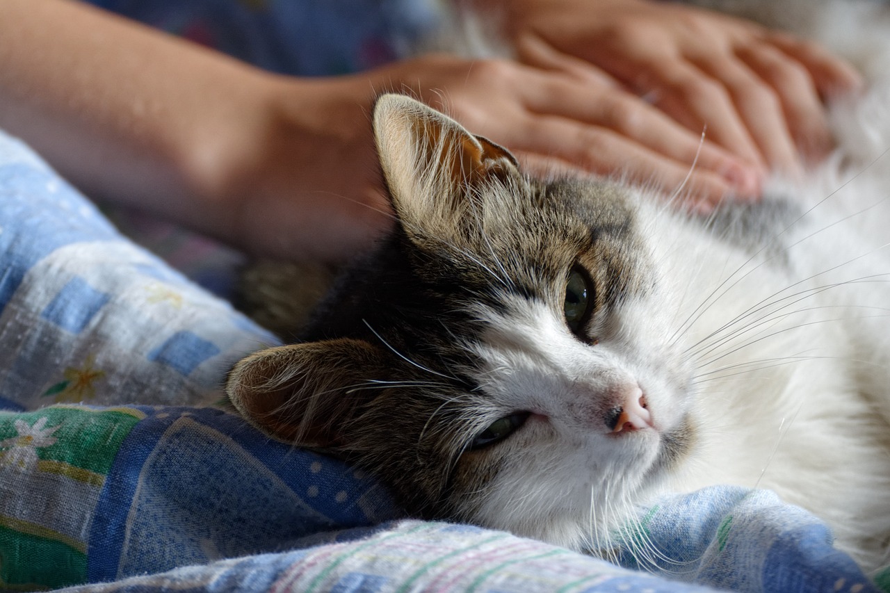 赵露思最新猫猫，萌宠新星引领潮流风尚的新宠儿