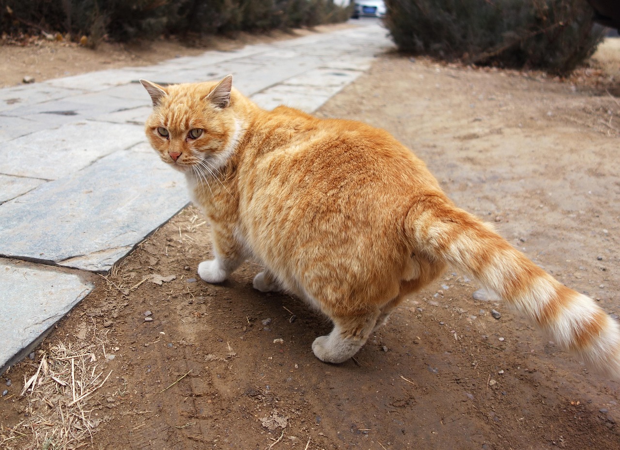 遇见你的猫最新兑换，奇幻冒险跨越虚拟与现实界限